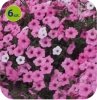Supertunia Vista Bubblegum 6 sztuk